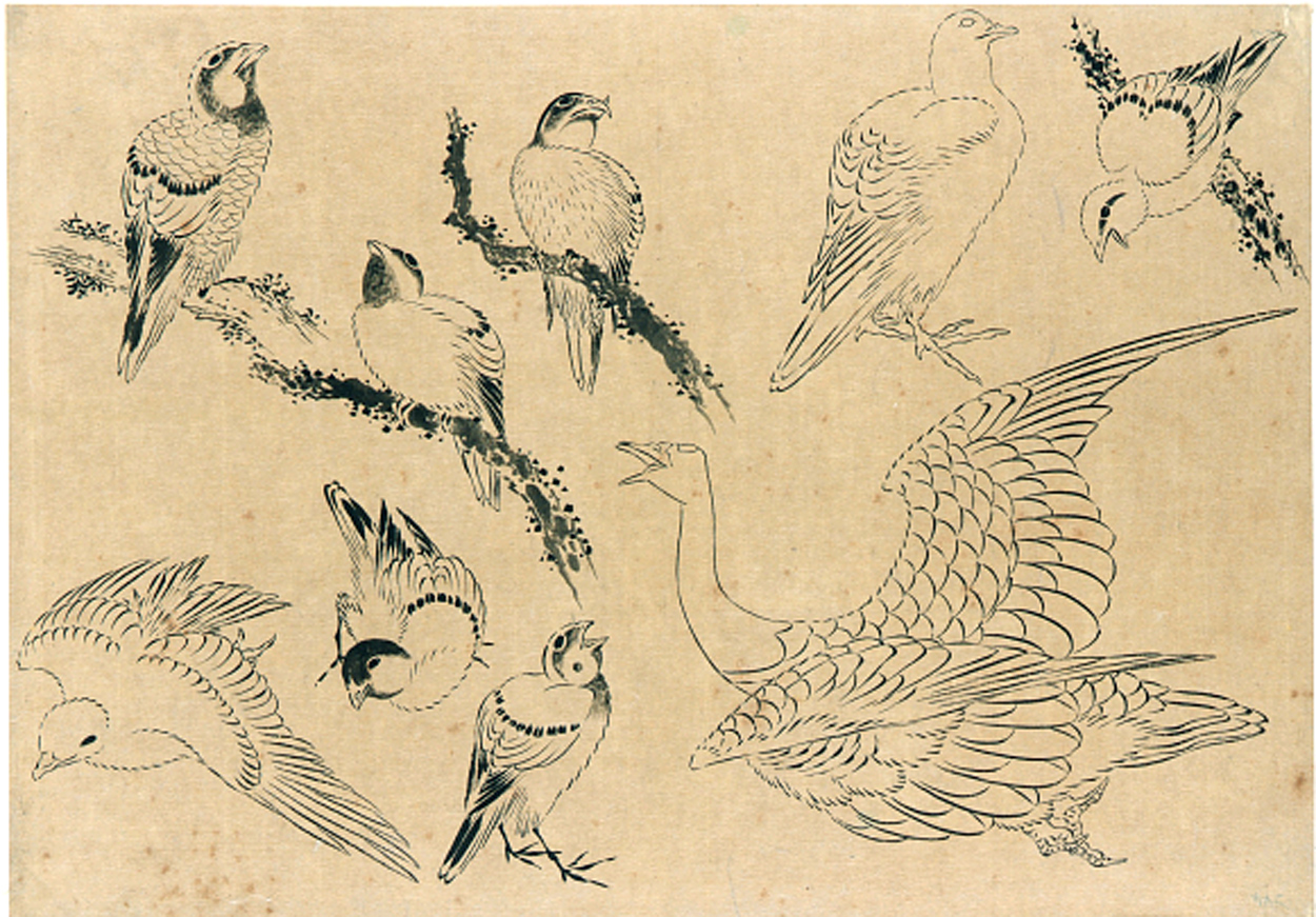 Hokusai - Birds - Hand Drawings