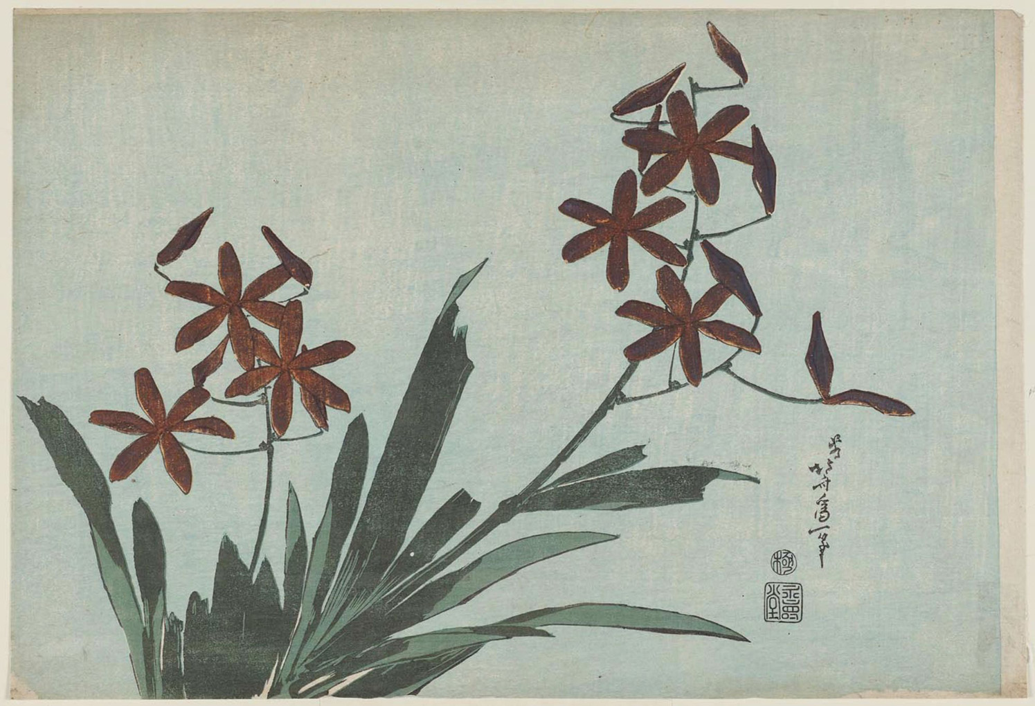 Hokusai - Blackberry Lily - Large Flowers