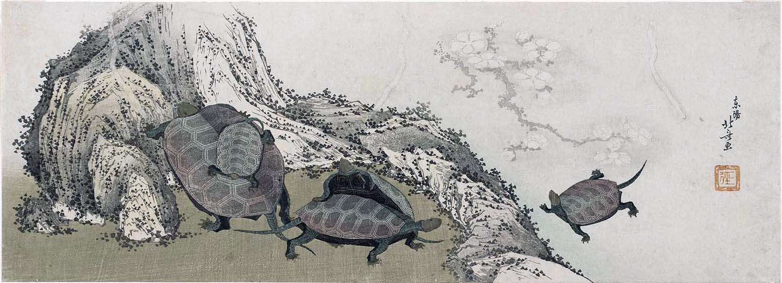 Hokusai - Turtles and Reflected Plum Branch - Long Surimono