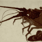 Hokusai - Large Lobster - Long Surimono