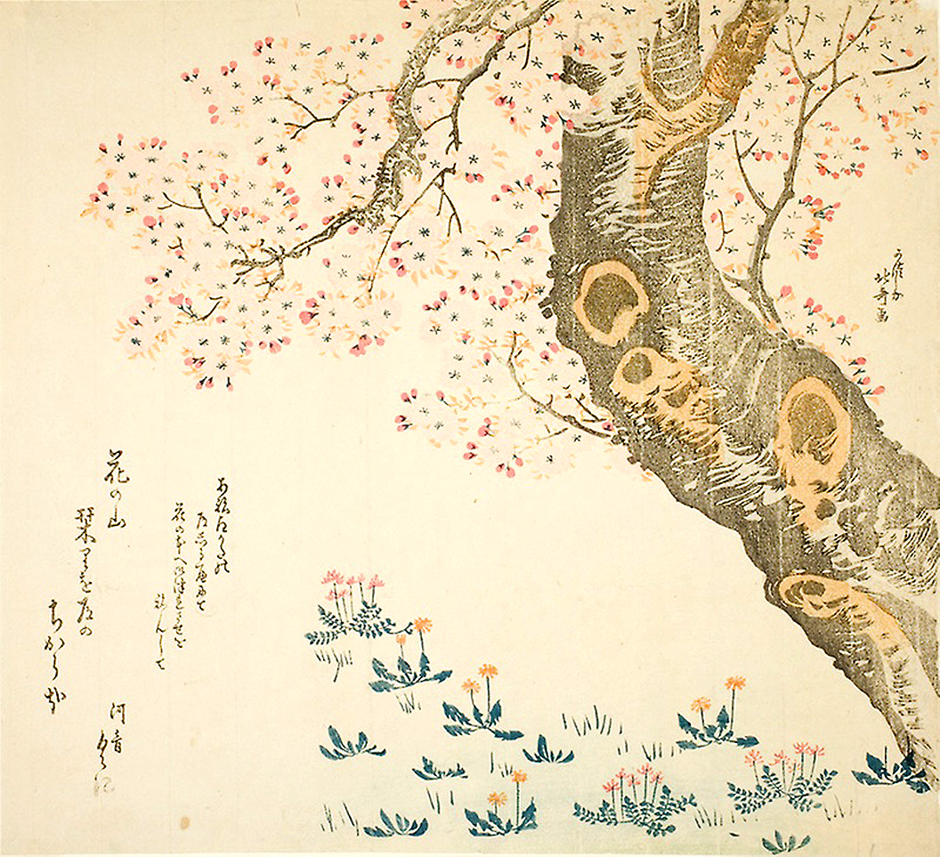 Hokusai - Dandelions and Clovers Beneath Cherry Tree - Surimono's