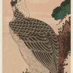 Hokusai - Falcon and Sun - Other PRINTS