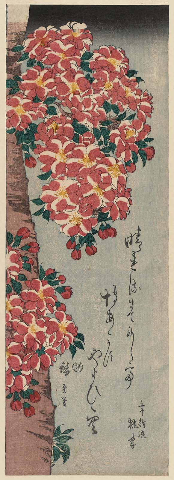 Hiroshiges - Double Cherry in Flower - Chū-tanzaku Format