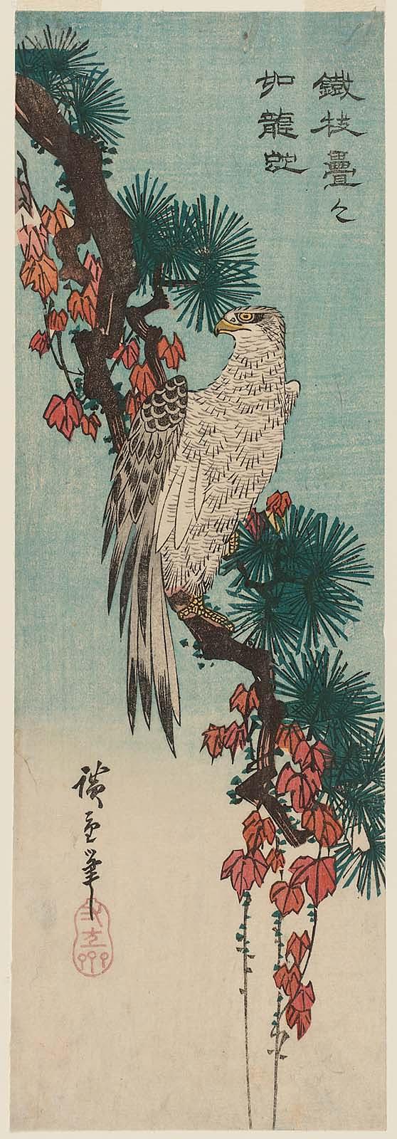 Hiroshiges - Falcon on an Ivy-draped Pine Branch - Chū-tanzaku Format