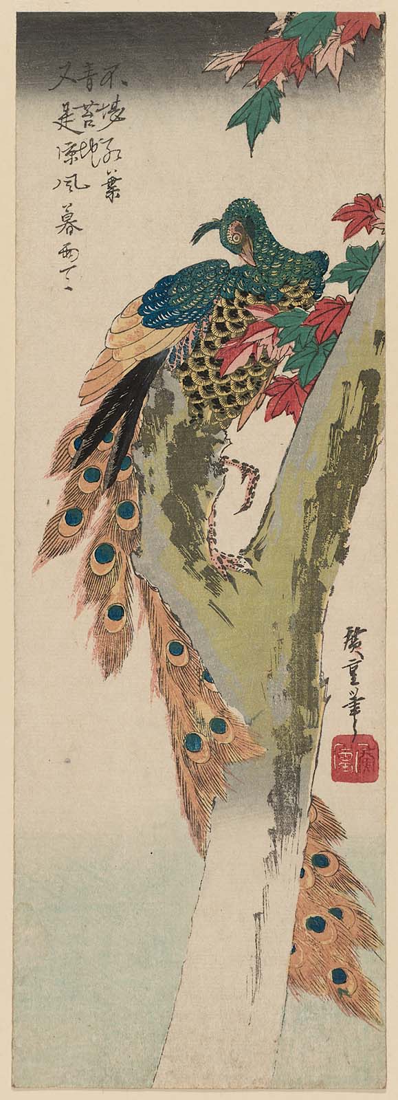 Hiroshiges - Peacock in a Maple Tree - Chū-tanzaku Format