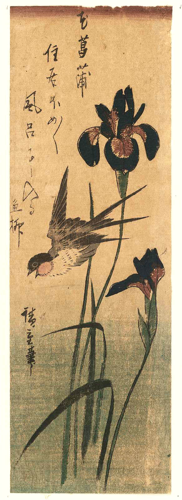 Hiroshiges - Swallow and Iris - Chū-tanzaku Format