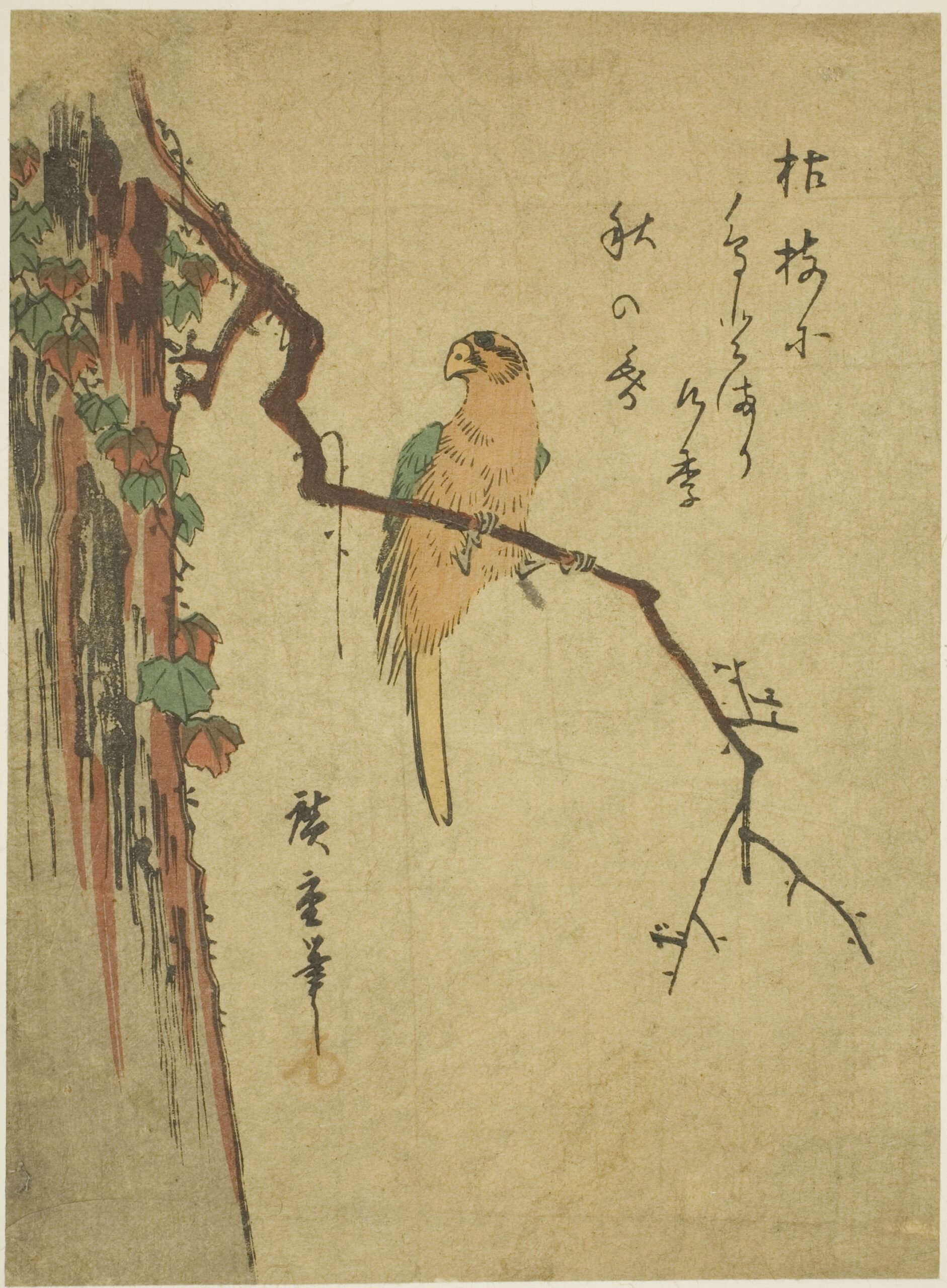 Hiroshiges - Macaw on Branch of Ivy-covered Tree - Chūban Format