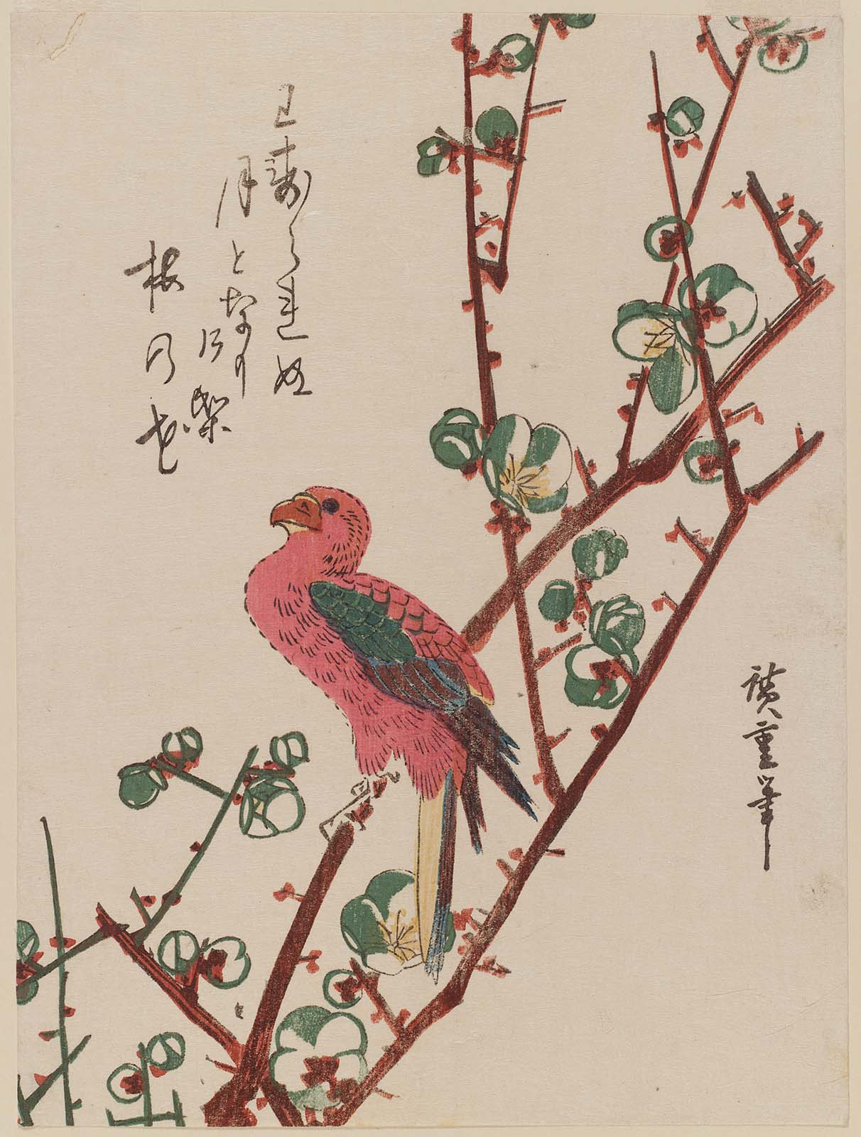 Hiroshiges - Macaw on Plum Branch - Chūban Format