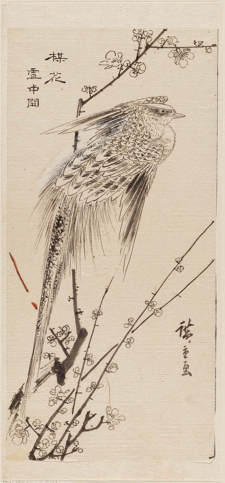 Hiroshiges - Golden Pheasant on Plum Branch - Drawings