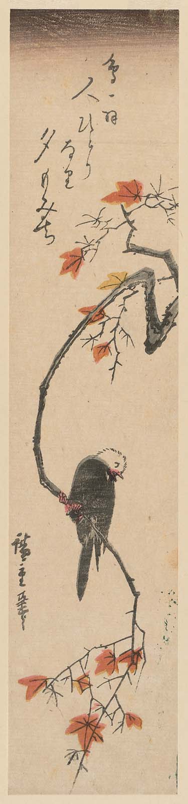 Hiroshiges - White Headed Bird on Maple Branch - Ko-tanzaku Format