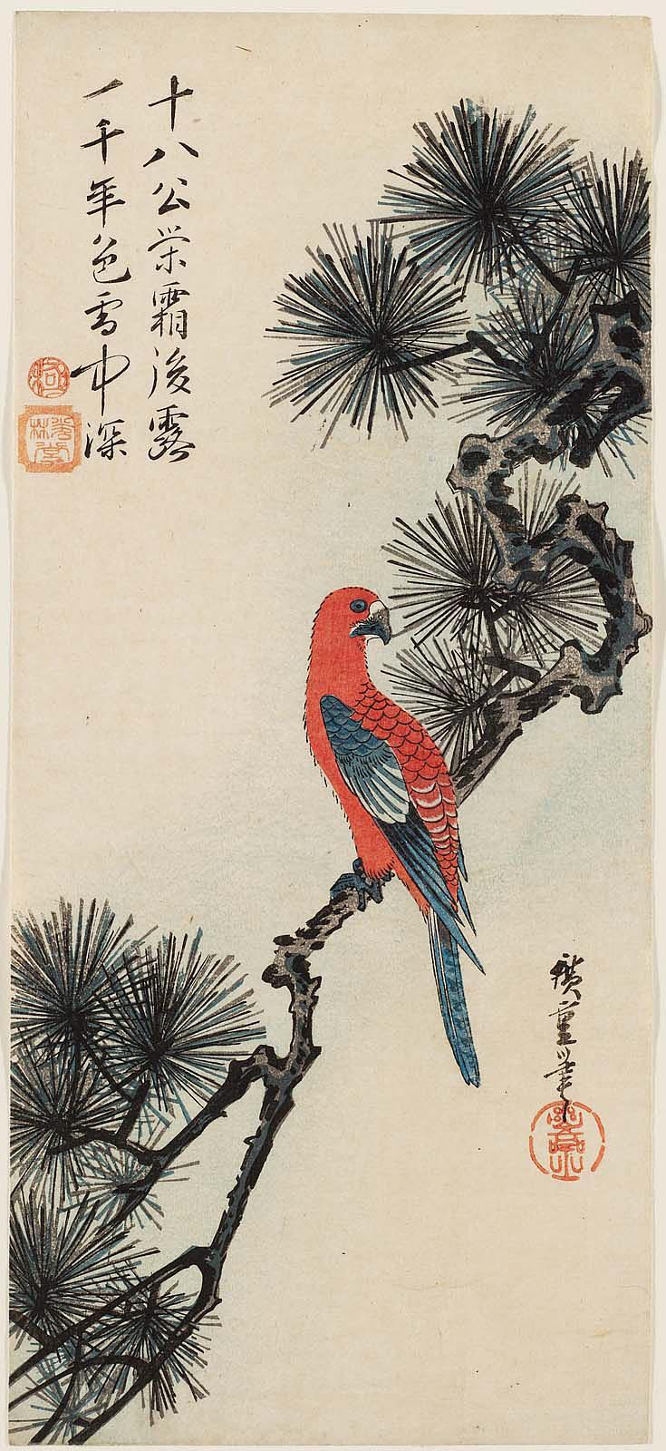 Hiroshiges - Macaw on Pine Branch (Matsu ni inko) - Ō-tanzaku Format