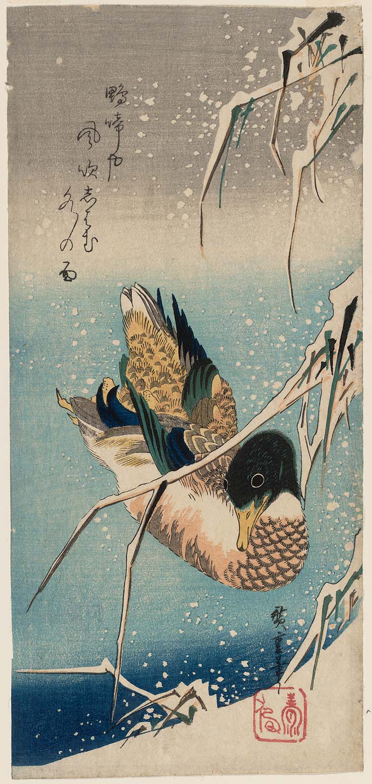 Hiroshiges - Mallard Duck and Snow-covered Reeds (Setchu kamo) - Ō-tanzaku Format