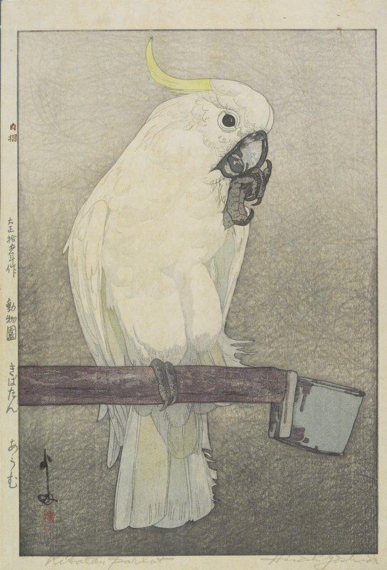 Hiroshi Yoshida - Sulphur-crested Cockatoo