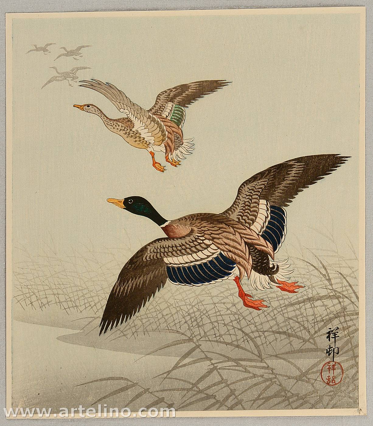 Ohara Koson - Mallard Taking off from Marsh