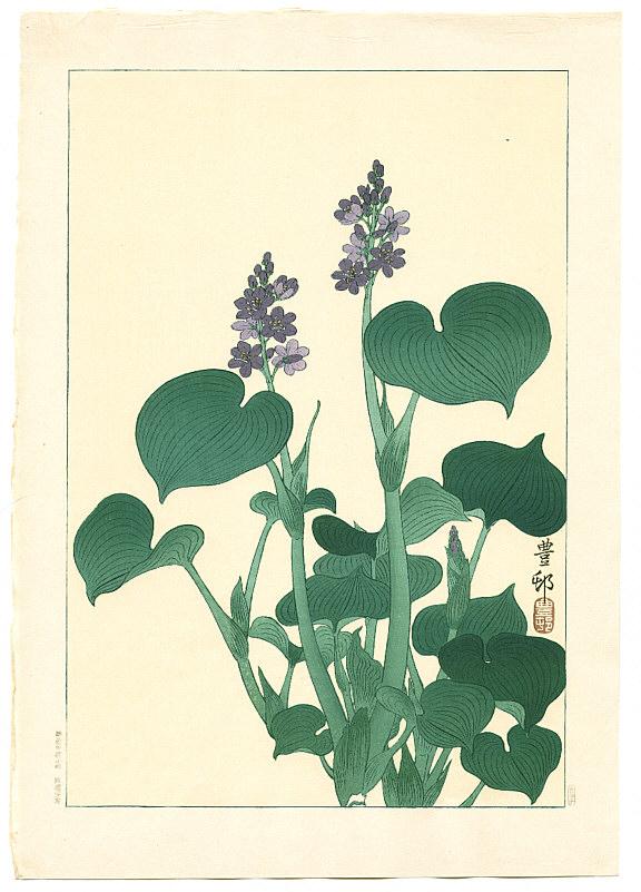 Ohara Koson - Purple Flowering Hosta (Muller Collection)