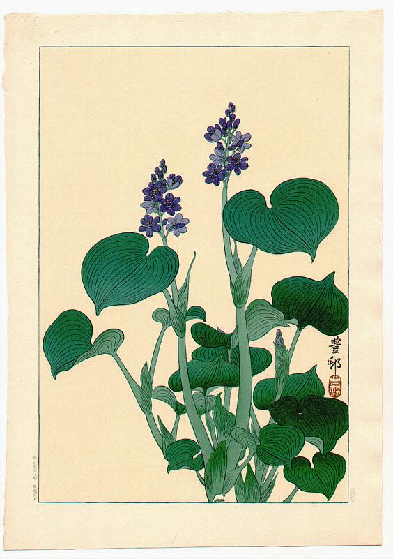 Ohara Koson - Purple Flowering Hosta (Muller Collection)