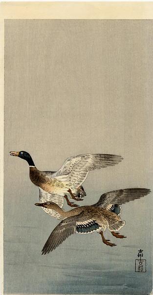 Ohara Koson - Two mallard ducks in flight above the water