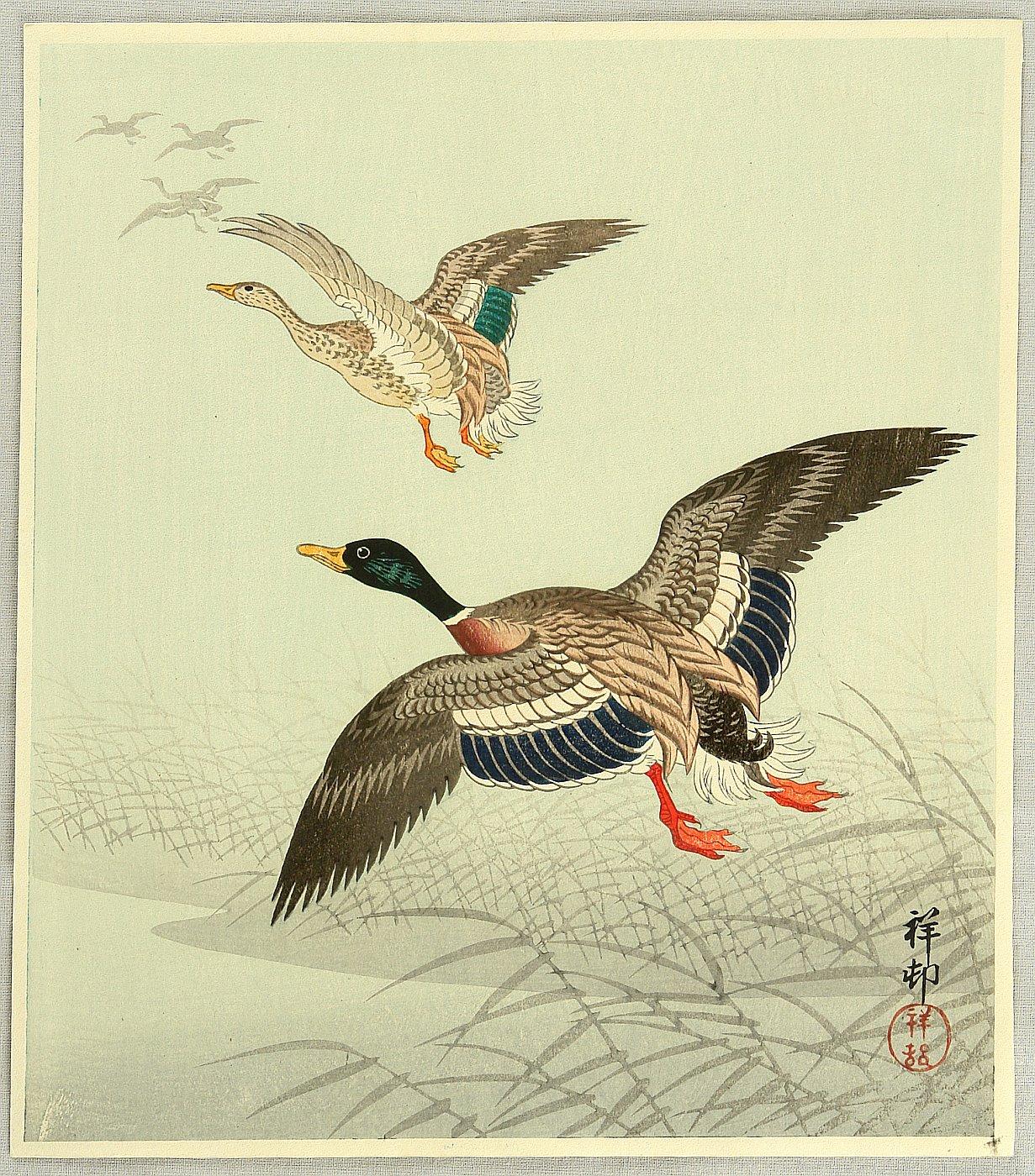 Ohara Koson - Mallard Taking off from Marsh