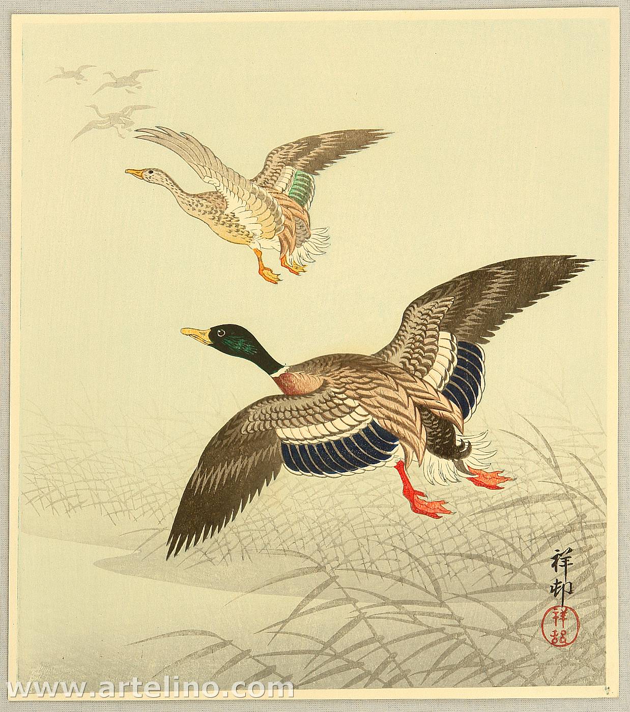 Ohara Koson - Mallard Taking off from Marsh