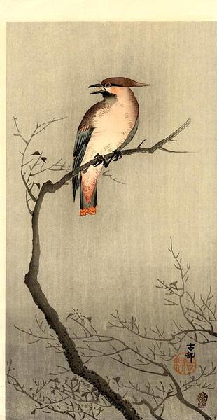 Ohara Koson - Japanese Waxwing