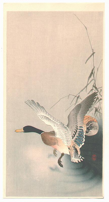 Ohara Koson - Mallard Flying from a Pond