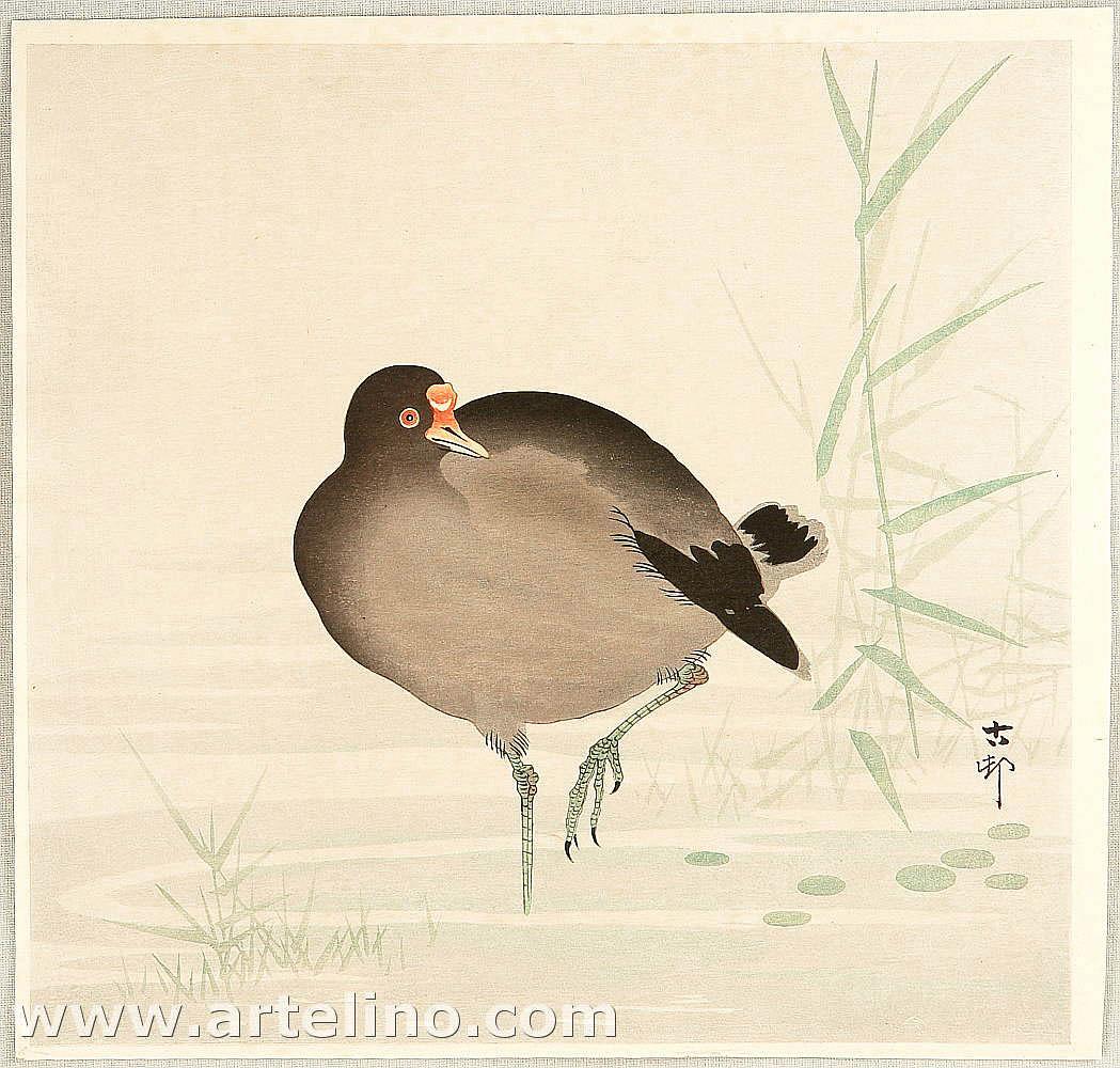 Ohara Koson - Gallinule