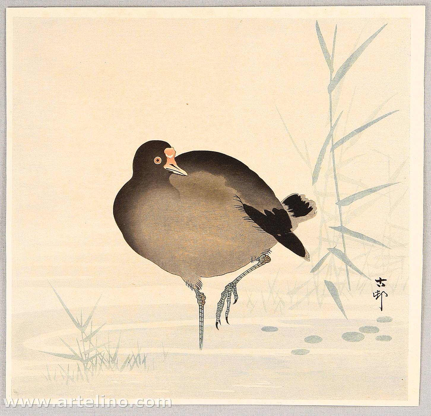 Ohara Koson - Moorehen