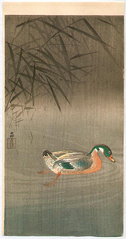 Ohara Koson - Swimming Mallard Duck