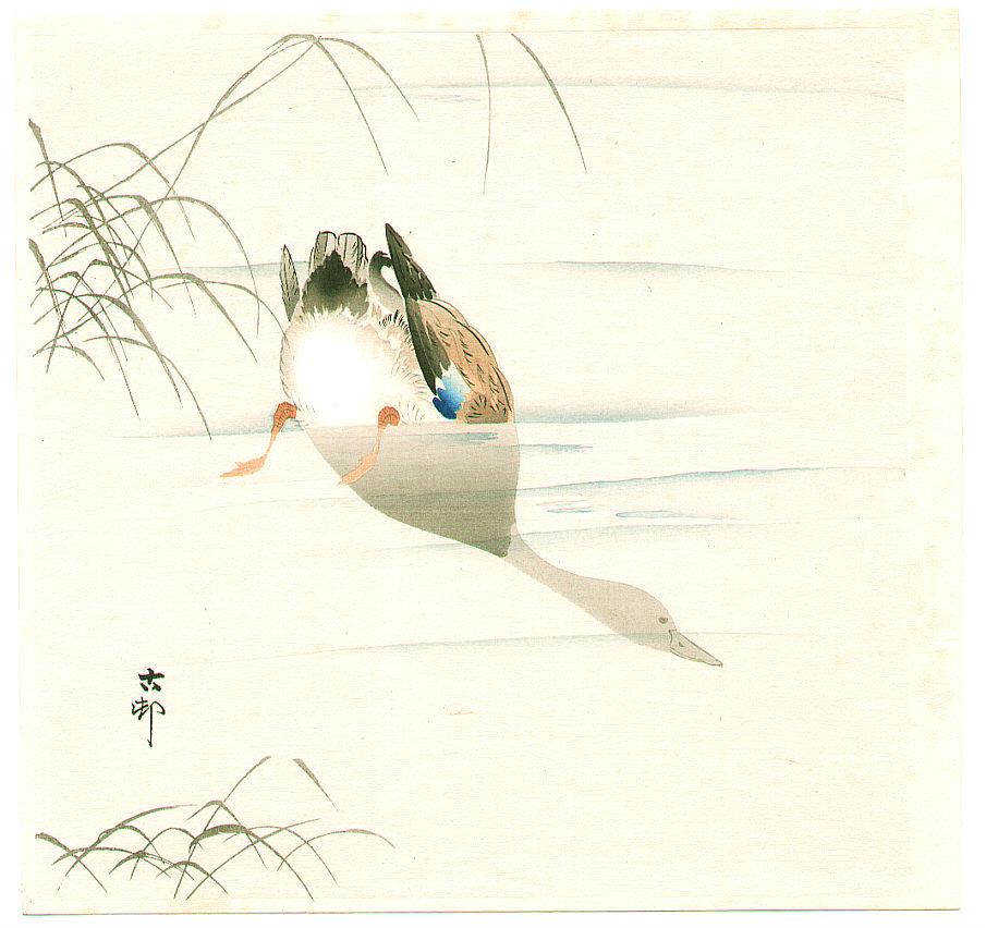 Ohara Koson - Diving Mallard (light color version)