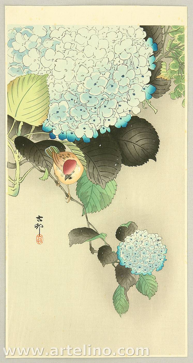 Ohara Koson - Sparrow on Hydrangea