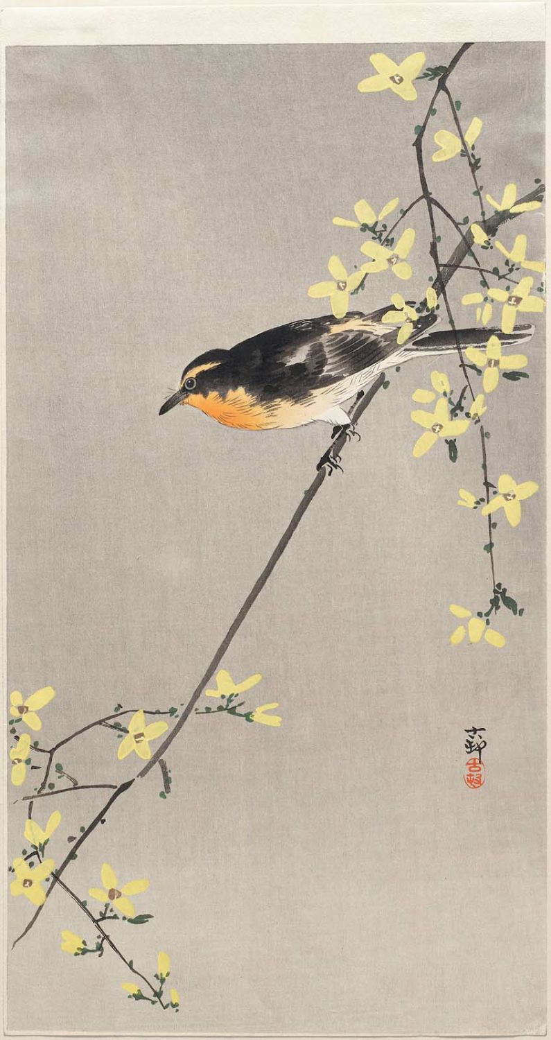 Ohara Koson - Bird on Forsythia Branch