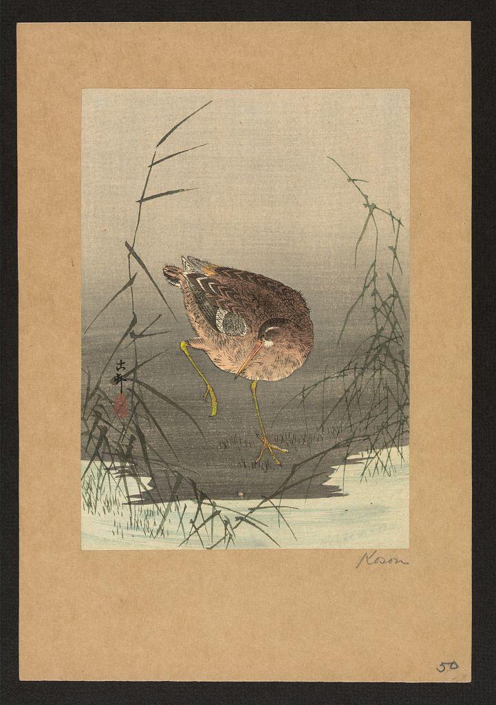 Ohara Koson - Snipe bird in reeds.