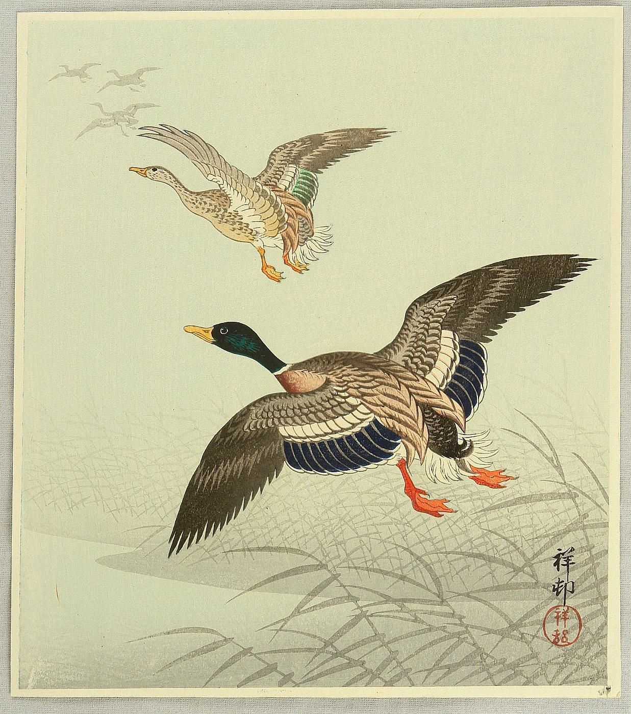 Ohara Koson - Mallard Taking off from Marsh