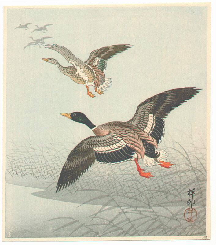 Ohara Koson - Group of Mallards