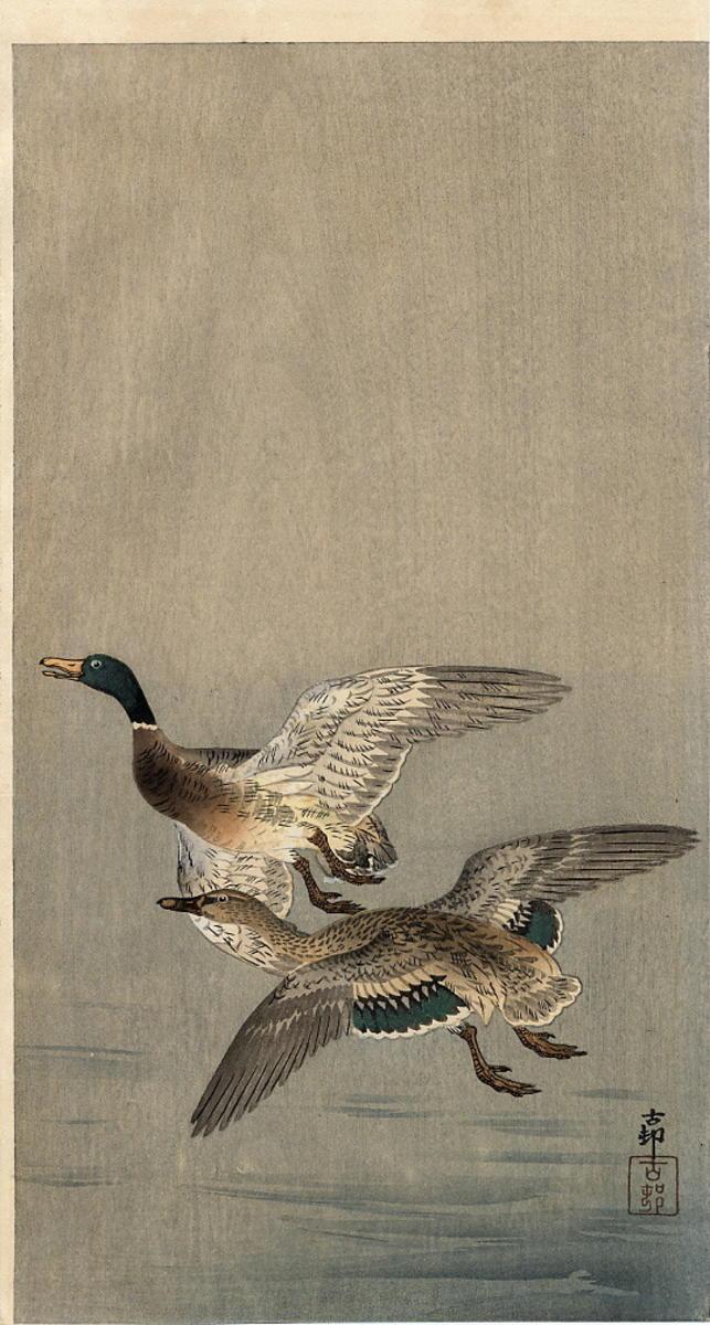 Ohara Koson - Two mallard ducks in flight above the water