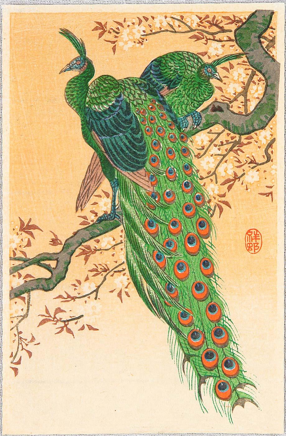 Ohara Koson - Peacock and Peahen on Branch