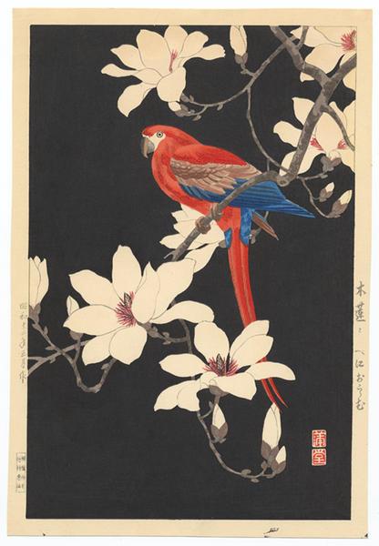 Ohara Koson - Parrot on a branch of magnolia